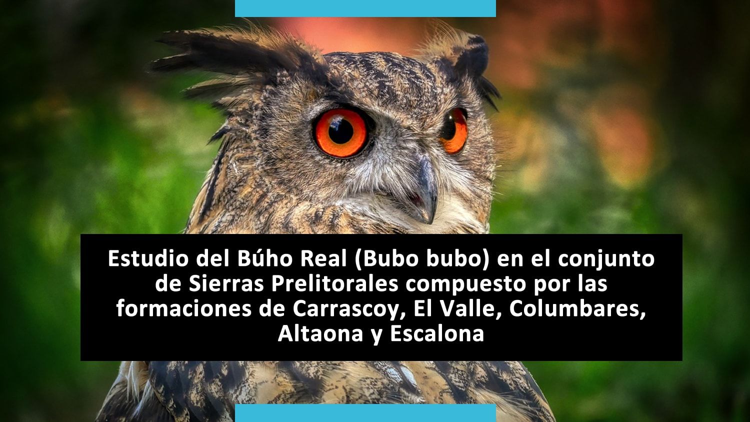 Bubo bubo - Estudio Publicaciones del Búho Real