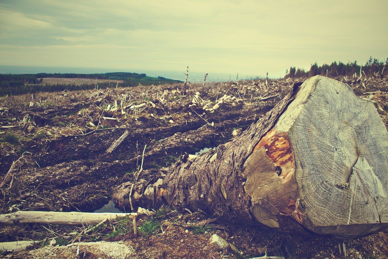 deforestation 405749 1280 - Uso sostenible de los Recursos Naturales